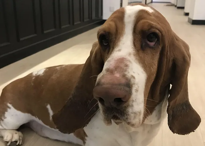 Szálloda Belfry & By Ligne St Barth