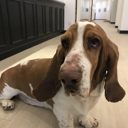 酒店 Belfry & By Ligne St Barth